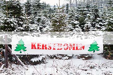 kerstboom